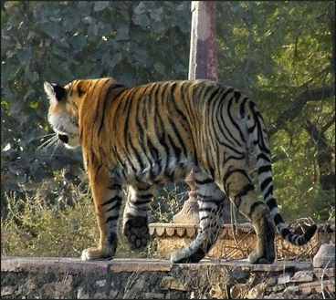 ranthambore national park