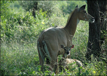 sariska national park